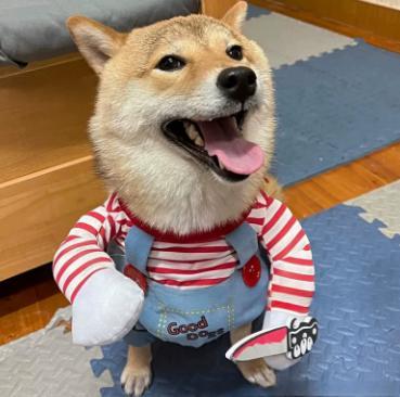 Shiba Inu wearing striped shirt and overalls Halloween dog costume without wig